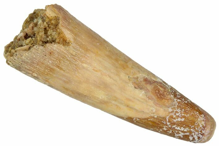 Fossil Pterosaur (Siroccopteryx) Tooth - Morocco #332563